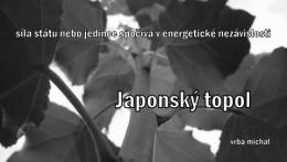 Japonský topol