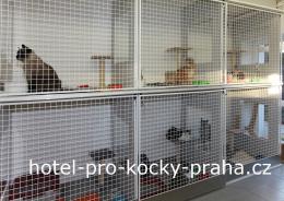 Hotel pro kočky - Kočka na dovolené