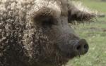 Mangalica - selata na prodej