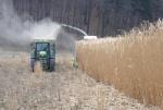 OZDOBNICE ČÍNSKÁ - MISCANTHUS GIGANTEUS