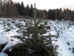 Sazenice jedle kavkazská(Abies nordmanniana)