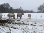 Jalovička Charolais