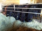 Jalovice Aberdeen Angus