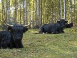 Prodám dvě kravičky Skotský náhorní skot - Highland, černé barvy, možno i s telátkem (býček), nebo jednotlivě, cena rozumná dohodou,