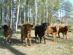 Prodám telátko Skotský náhorní skot - Highland, hnědého i černého zbarvení, dále dvě kravičky černé nebo hnědé, možno i s telátkem, nebo jednotlivě, rozumná cena. 