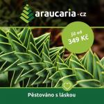 Blahočet čilský - Araucaria araucana