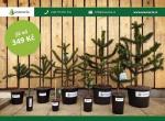 Blahočet čilský - Araucaria araucana