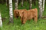 Prodám telátka Highland-Skotský náhorní skot, loňské, nebo letošní, z kontrolovaného ekologického chovu, dopravu zajistíme, výměna možná.