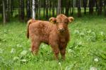 Prodám telátka Highland-Skotský náhorní skot, loňské, nebo letošní, z kontrolovaného ekologického chovu, dopravu zajistíme, výměna možná.