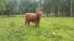 Prodám telátka Highland-Skotský náhorní skot, jalovička a dva býčci, z kontrolovaného ekologického chovu, 